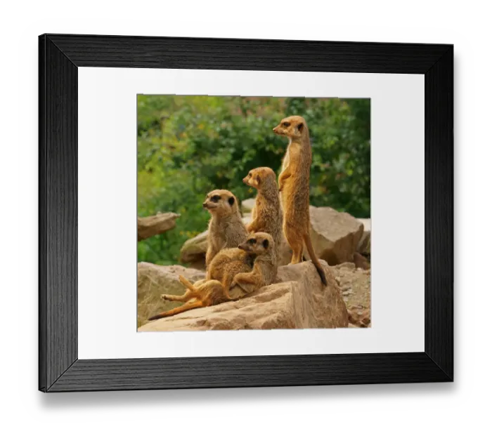 Framed Print : Meerkats -Suricata suricatta-, captive Framed Print : Meerkats -Suricata suricatta-, captive