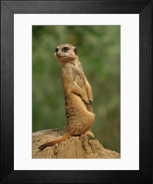 Framed Print : Meerkat -Suricata suricatta-, captive Framed Print : Meerkat -Suricata suricatta-, captive
