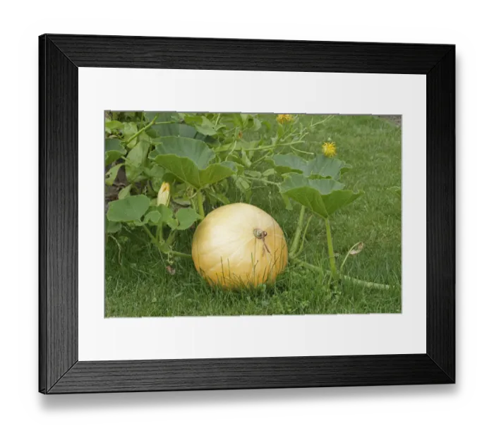 Framed Print : Pumpkin in a garden Framed Print : Pumpkin in a garden