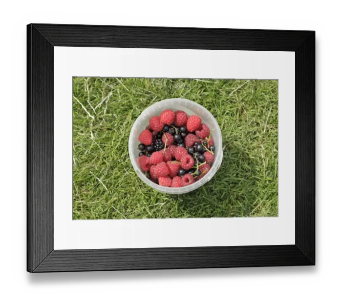 Framed Print : Freshly-picked berries in a small bucket Framed Print : Freshly-picked berries in a small bucket