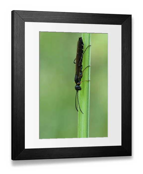 Framed Print : Reed Stem Borer -Calameuta filiformis-, Hesse, Germany Framed Print : Reed Stem Borer -Calameuta filiformis-, Hesse, Germany