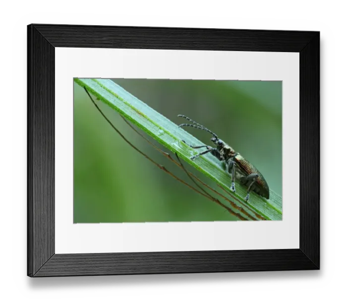 Framed Print : Leaf Beetle -Donacia spec. - with the legs of a Longjawed Orbweaver -Tetragnatha extensa-, Hesse, Germany Framed Print : Leaf Beetle -Donacia spec. - with the legs of a Longjawed Orbweaver -Tetragnatha extensa-, Hesse, Germany