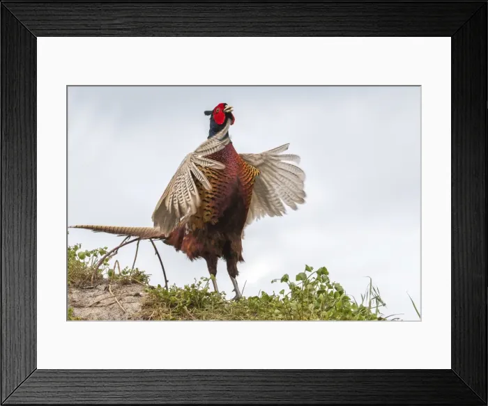 Framed Print : Common Pheasant -Phasianus colchicus-, flutter jump, Texel, West Frisian Islands, North Holland, Holland, The Netherlands Framed Print : Common Pheasant -Phasianus colchicus-, flutter jump, Texel, West Frisian Islands, North Holland, Holland, The Netherlands