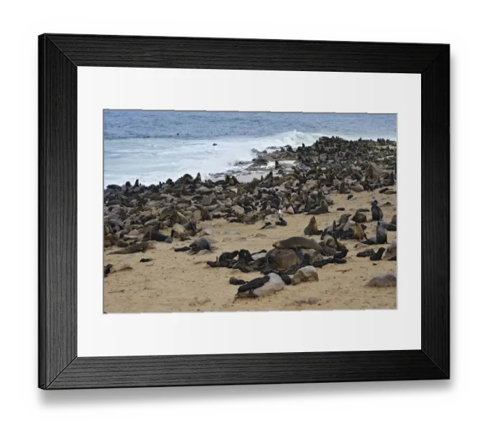 Framed Print : Brown Fur Seals or Cape Fur Seals -Arctocephalus pusillus- on the beach, Cape Cross, Erongo Region, Namibia Framed Print : Brown Fur Seals or Cape Fur Seals -Arctocephalus pusillus- on the beach, Cape Cross, Erongo Region, Namibia