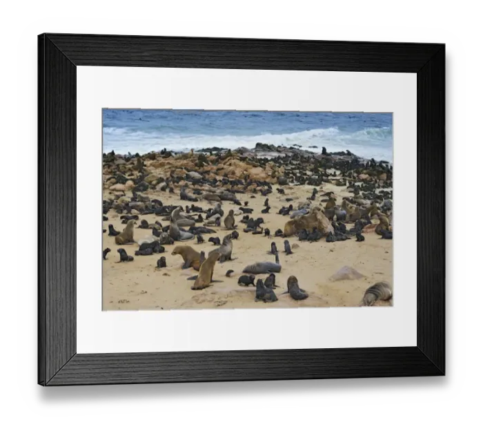 Framed Print : Brown Fur Seals or Cape Fur Seals -Arctocephalus pusillus- on the beach, Cape Cross, Erongo Region, Namibia Framed Print : Brown Fur Seals or Cape Fur Seals -Arctocephalus pusillus- on the beach, Cape Cross, Erongo Region, Namibia