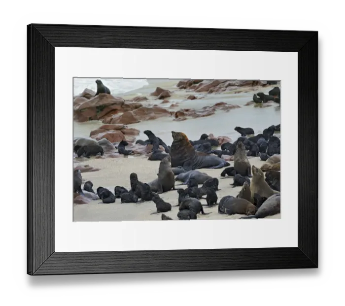Framed Print : Brown Fur Seals or Cape Fur Seals -Arctocephalus pusillus- on the beach, Cape Cross, Erongo Region, Namibia Framed Print : Brown Fur Seals or Cape Fur Seals -Arctocephalus pusillus- on the beach, Cape Cross, Erongo Region, Namibia