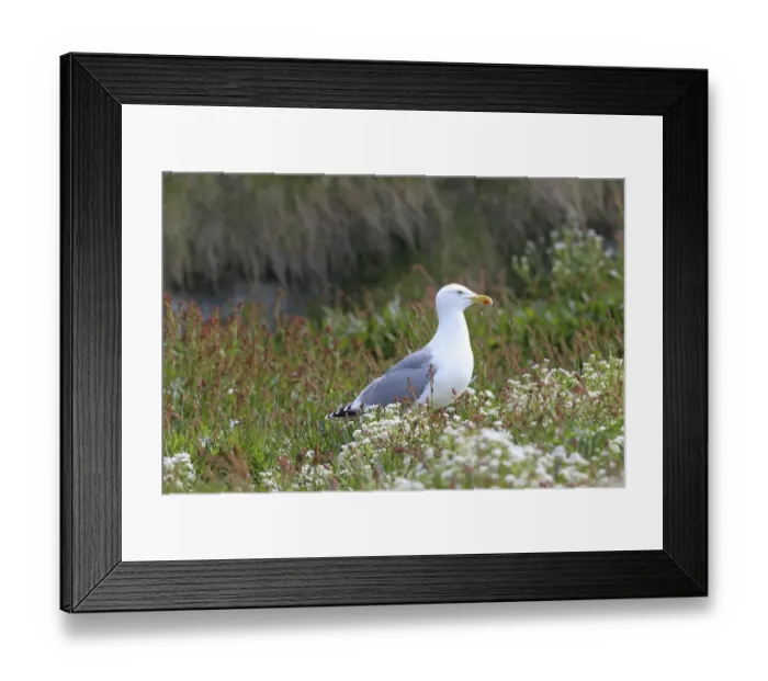 Framed Print : European herring gull -Larus argentatus-, adult, bird island Hornoya, Varanger, Norway Framed Print : European herring gull -Larus argentatus-, adult, bird island Hornoya, Varanger, Norway
