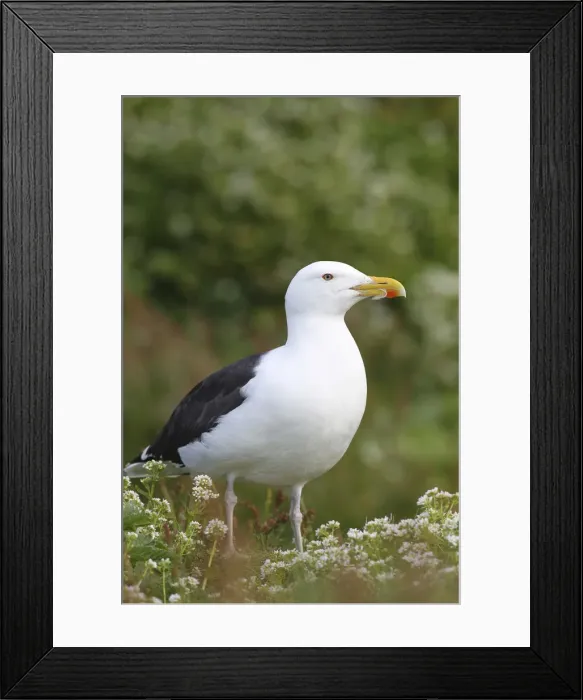 Framed Print : Great black-backed gull -Larus marinus-, adult, bird island Hornoya, Varanger, Norway Framed Print : Great black-backed gull -Larus marinus-, adult, bird island Hornoya, Varanger, Norway