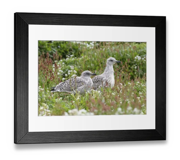 Framed Print : Great black-backed gull -Larus marinus-, young bird not yet fledged, Bird Island Hornoya, Varanger, Norway