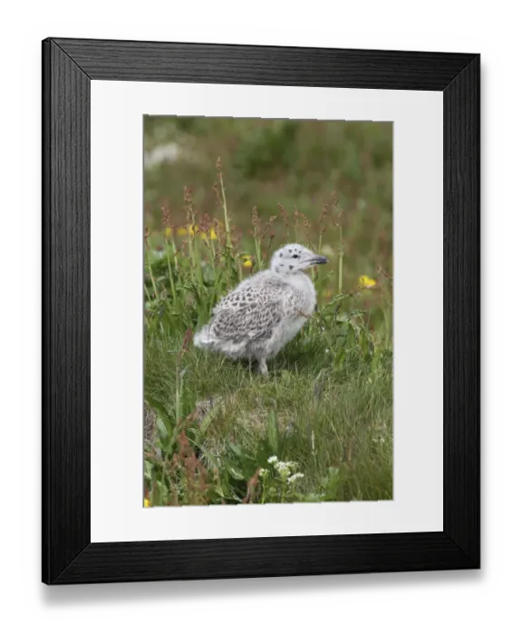 Framed Print : Great black-backed gull -Larus marinus-, young bird not yet fledged, Bird Island Hornoya, Varanger, Norway Framed Print : Great black-backed gull -Larus marinus-, young bird not yet fledged, Bird Island Hornoya, Varanger, Norway