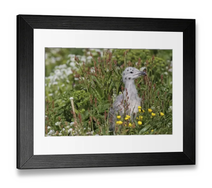 Framed Print : Great black-backed gull -Larus marinus-, young bird not yet fledged, Bird Island Hornoya, Varanger, Norway Framed Print : Great black-backed gull -Larus marinus-, young bird not yet fledged, Bird Island Hornoya, Varanger, Norway