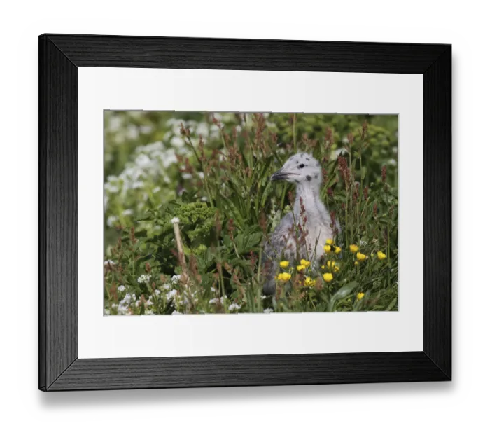 Framed Print : Great black-backed gull -Larus marinus-, young bird not yet fledged, Bird Island Hornoya, Varanger, Norway Framed Print : Great black-backed gull -Larus marinus-, young bird not yet fledged, Bird Island Hornoya, Varanger, Norway