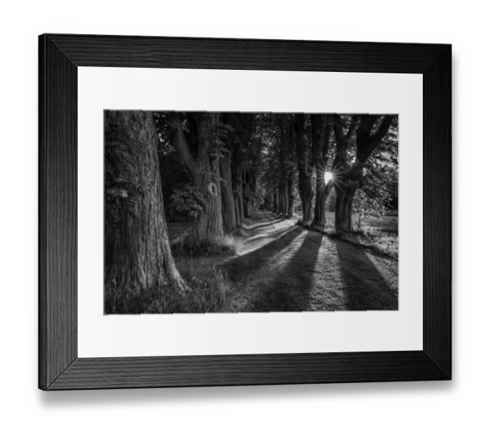 Framed Print : Sunrays among trees in a tree alley, Denmark Framed Print : Sunrays among trees in a tree alley, Denmark