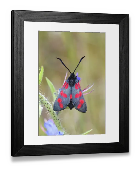 Framed Print : Six-spot Burnet -Zygaena filipendulae, Anthrocera Filipendulae-, on a Vipers Bugloss -Echium vulgare-, North Rhine-Westphalia, Germany Framed Print : Six-spot Burnet -Zygaena filipendulae, Anthrocera Filipendulae-, on a Vipers Bugloss -Echium vulgare-, North Rhine-Westphalia, Germany