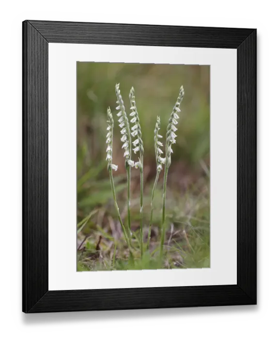 Framed Print : Autumn Ladys Tresses -Spiranthes spiralis-, flowering orchid, Hesse, Germany