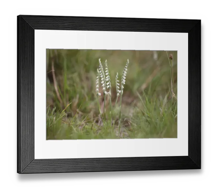 Framed Print : Autumn Ladys Tresses -Spiranthes spiralis-, flowering orchid, Hesse, Germany
