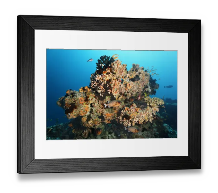 Framed Print : Small coral reef with Black Sun Coral -Tubastrea micranthus-, and Dendrophyllia gracilis coral -Dendrophyllia gracilis-, stony corals, Shadowfin soldierfish -Myripristis adusta-, Embudu channel, Tilla, South Male Atoll, Maldives Framed Print : Small coral reef with Black Sun Coral -Tubastrea micranthus-, and Dendrophyllia gracilis coral -Dendrophyllia gracilis-, stony corals, Shadowfin soldierfish -Myripristis adusta-, Embudu channel, Tilla, South Male Atoll, Maldives