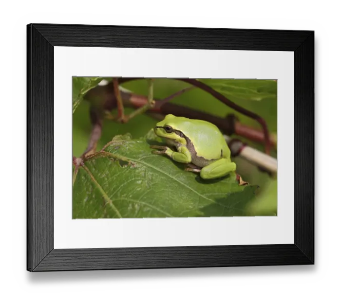 Framed Print : European Tree Frog -Hyla arborea- perched on a leaf, Burgenland, Austria Framed Print : European Tree Frog -Hyla arborea- perched on a leaf, Burgenland, Austria