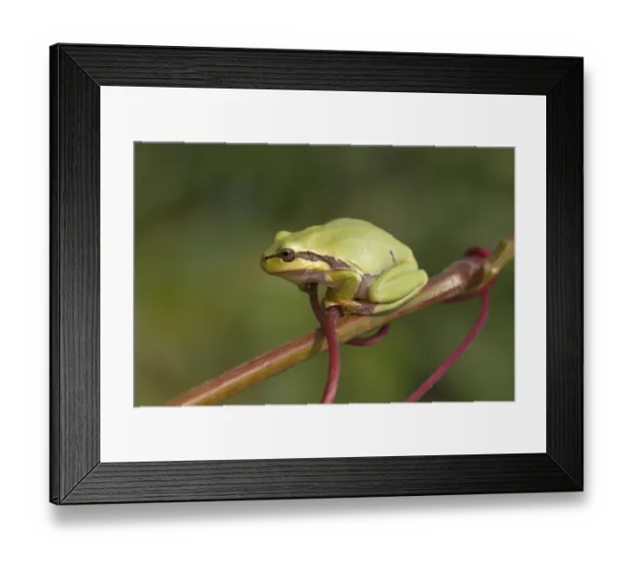 Framed Print : European Tree Frog -Hyla arborea- perched on a branch, Burgenland, Austria Framed Print : European Tree Frog -Hyla arborea- perched on a branch, Burgenland, Austria