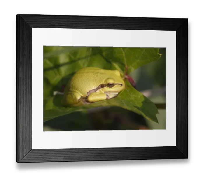 Framed Print : European Tree Frog -Hyla arborea- perched on a leaf, Burgenland, Austria Framed Print : European Tree Frog -Hyla arborea- perched on a leaf, Burgenland, Austria