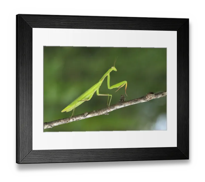 Framed Print : Praying Mantis -Mantis religiosa-, Burgenland, Austria