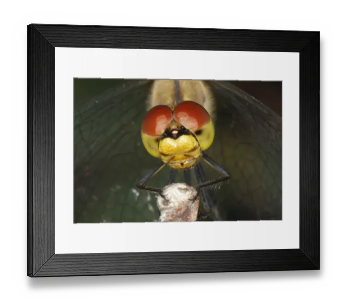 Framed Print : Ruddy Darter -Sympetrum sanguineum-, detail view of the head of a dragonfly, Burgenland, Austria Framed Print : Ruddy Darter -Sympetrum sanguineum-, detail view of the head of a dragonfly, Burgenland, Austria