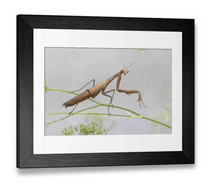 Framed Print : Praying Mantis -Mantis religiosa-, Burgenland, Austria Framed Print : Praying Mantis -Mantis religiosa-, Burgenland, Austria