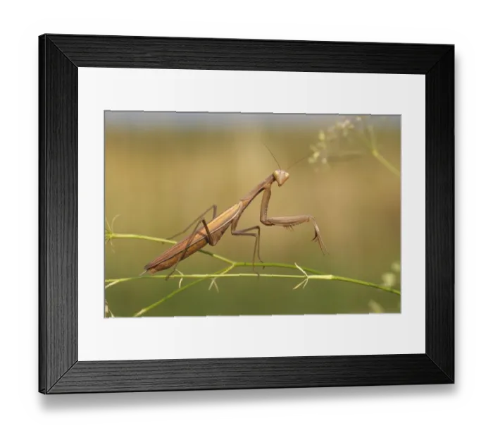 Framed Print : Praying Mantis -Mantis religiosa-, Burgenland, Austria Framed Print : Praying Mantis -Mantis religiosa-, Burgenland, Austria