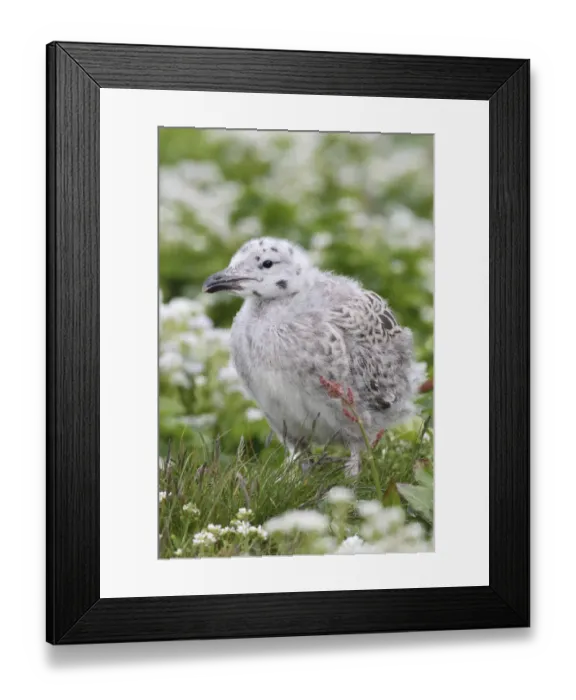 Framed Print : Great black-backed gull -Larus marinus-, young bird not yet fledged, Bird Island Hornoya, Varanger, Norway Framed Print : Great black-backed gull -Larus marinus-, young bird not yet fledged, Bird Island Hornoya, Varanger, Norway