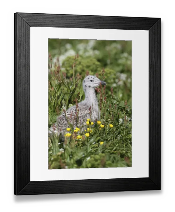 Framed Print : Great black-backed gull -Larus marinus-, young bird not yet fledged, Bird Island Hornoya, Varanger, Norway Framed Print : Great black-backed gull -Larus marinus-, young bird not yet fledged, Bird Island Hornoya, Varanger, Norway