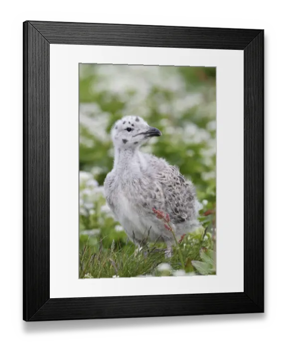 Framed Print : Great black-backed gull -Larus marinus-, young bird not yet fledged, Bird Island Hornoya, Varanger, Norway Framed Print : Great black-backed gull -Larus marinus-, young bird not yet fledged, Bird Island Hornoya, Varanger, Norway