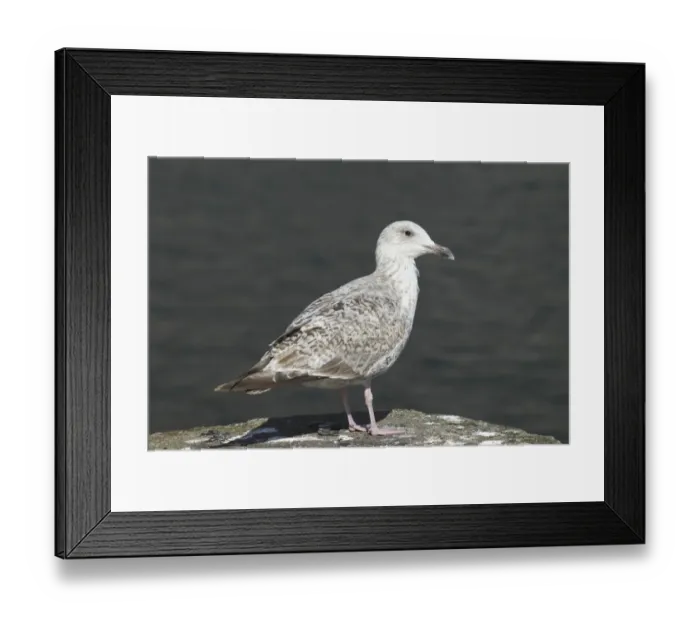 Framed Print : Great black-backed gull -Larus marinus-, young bird, Bird Rock Ekkeroy, Varanger, Norway Framed Print : Great black-backed gull -Larus marinus-, young bird, Bird Rock Ekkeroy, Varanger, Norway