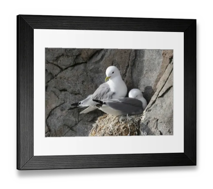 Framed Print : Black-legged kittiwake -Rissa tridactyla- on nest, bird cliffs, Ekkeroy, Varanger, Norway