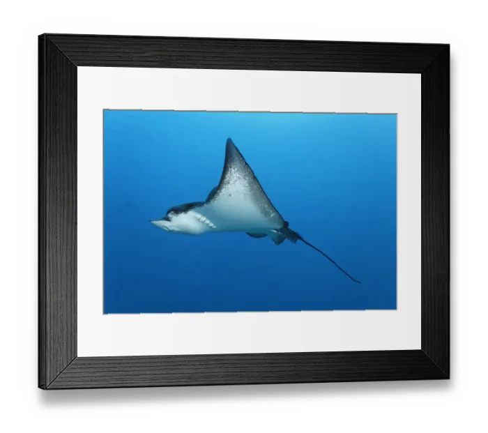 Framed Print : Spotted eagle ray -Aetobatus narinari-, embudu Embudu, Indian Ocean, Tilla, South Male Atoll, Maldives Framed Print : Spotted eagle ray -Aetobatus narinari-, embudu Embudu, Indian Ocean, Tilla, South Male Atoll, Maldives
