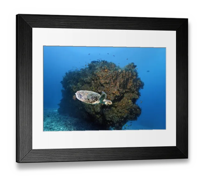 Framed Print : Loggerhead sea turtle -Caretta caretta- in front of coral block, Embudu channel, Indian Ocean, Tilla, South Male Atoll, Maldives