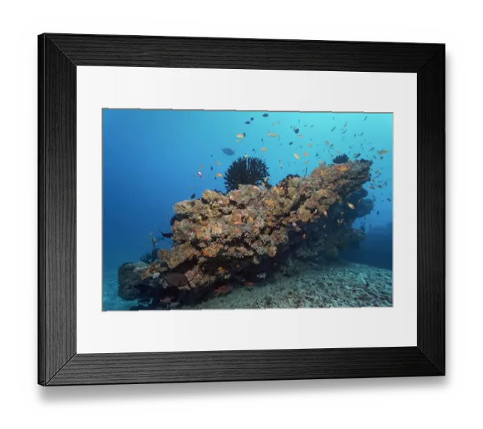 Framed Print : Small coral reef with Tubastrea micranthus sun coral -Tubastrea micranthus-, and Dendrophyllia gracilis coral -Dendrophyllia gracilis-, stony corals, Embudu channel, Indian Ocean, Tilla, South Male Atoll, Maldives Framed Print : Small coral reef with Tubastrea micranthus sun coral -Tubastrea micranthus-, and Dendrophyllia gracilis coral -Dendrophyllia gracilis-, stony corals, Embudu channel, Indian Ocean, Tilla, South Male Atoll, Maldives