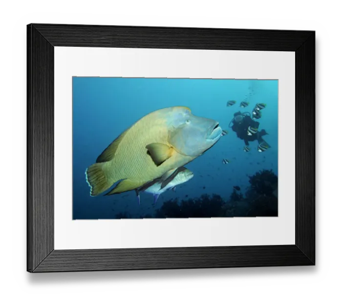 Framed Print : Diver watching Humphead wrasse -Cheilinus undulatus- and Bluefin trevally -Caranx melampygus-, Embudu channel, Indian Ocean, Tilla, South Male Atoll, Maldives Framed Print : Diver watching Humphead wrasse -Cheilinus undulatus- and Bluefin trevally -Caranx melampygus-, Embudu channel, Indian Ocean, Tilla, South Male Atoll, Maldives