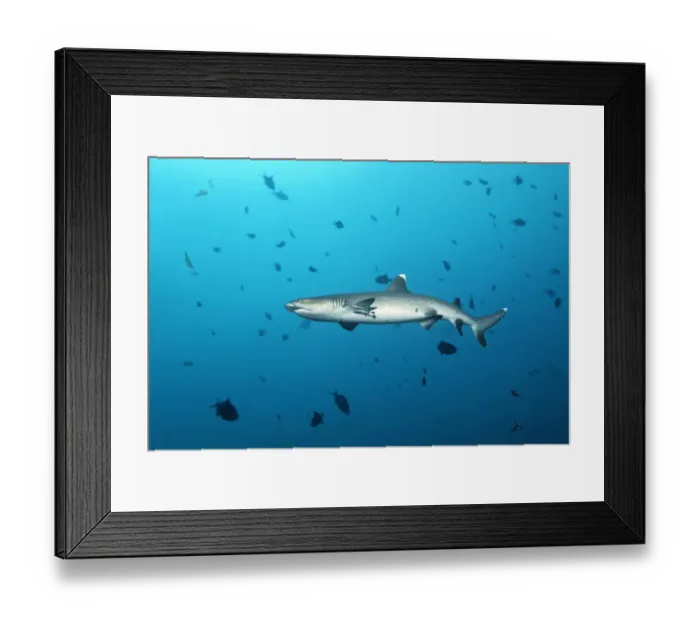 Framed Print : Whitetip reef shark -Triaenodon obesus-, Embudu channel, Indian Ocean, Tilla, South Male Atoll, Maldives Framed Print : Whitetip reef shark -Triaenodon obesus-, Embudu channel, Indian Ocean, Tilla, South Male Atoll, Maldives
