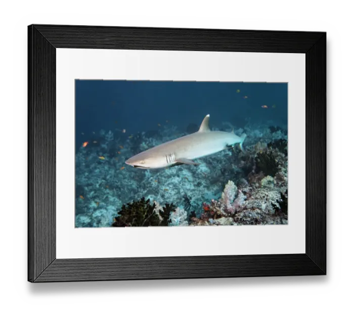 Framed Print : Whitetip reef shark -Triaenodon obesus- over coral reef, Embudu channel, Indian Ocean, Tilla, South Male Atoll, Maldives