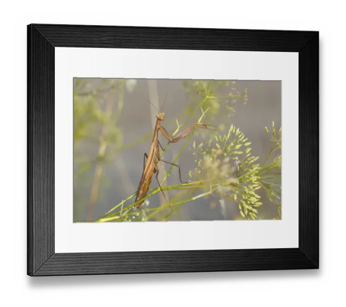 Framed Print : Praying Mantis -Mantis religiosa-, Burgenland, Austria Framed Print : Praying Mantis -Mantis religiosa-, Burgenland, Austria