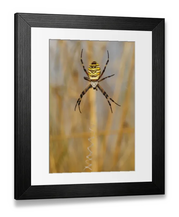 Framed Print : Wasp Spider or Orb-weaving Spider -Argiope bruennichi- on a spiders web, Burgenland, Austria Framed Print : Wasp Spider or Orb-weaving Spider -Argiope bruennichi- on a spiders web, Burgenland, Austria