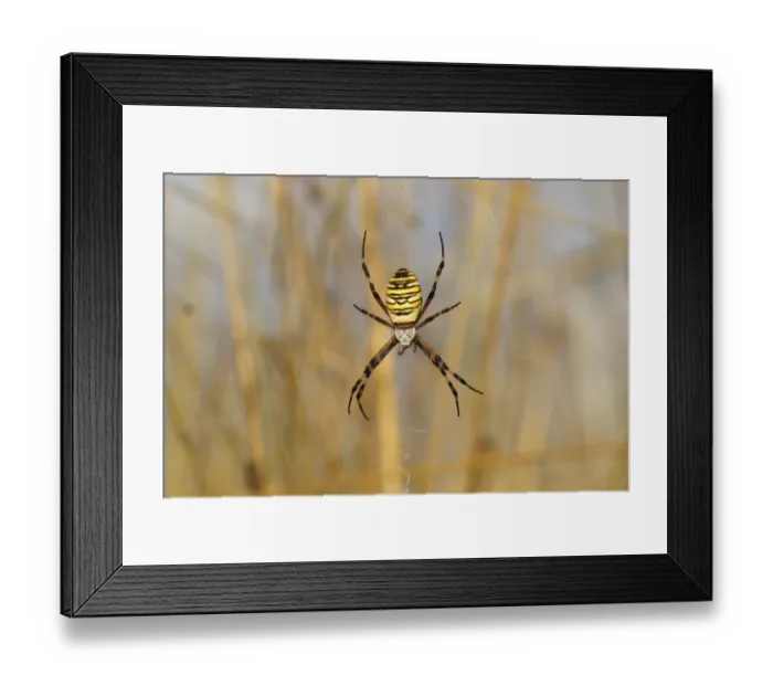 Framed Print : Wasp Spider or Orb-weaving Spider -Argiope bruennichi- on a spiders web, Burgenland, Austria