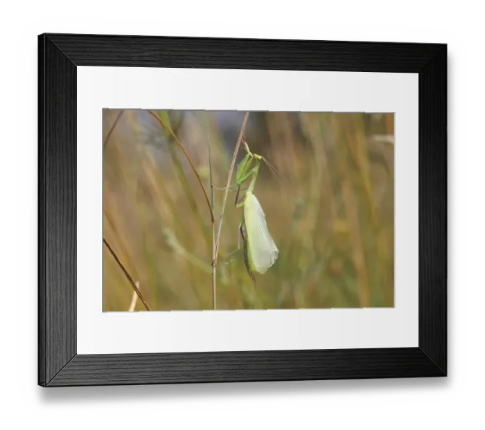 Framed Print : Praying Mantis -Mantis religiosa-, newly hatched, Hackelberg nature reserve, Burgenland, Austria Framed Print : Praying Mantis -Mantis religiosa-, newly hatched, Hackelberg nature reserve, Burgenland, Austria