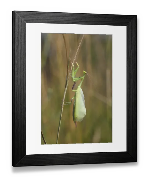 Framed Print : Praying Mantis -Mantis religiosa-, newly hatched, Hackelberg nature reserve, Burgenland, Austria Framed Print : Praying Mantis -Mantis religiosa-, newly hatched, Hackelberg nature reserve, Burgenland, Austria