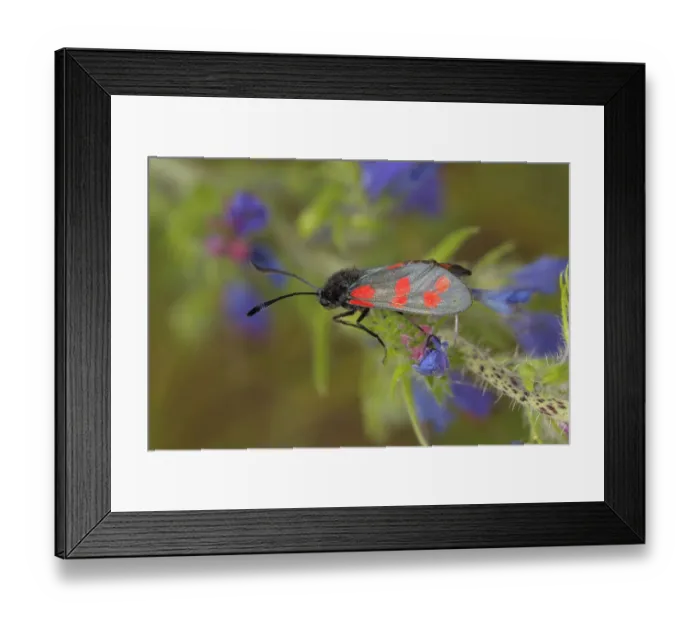 Framed Print : Six-spot Burnet -Zygaena filipendulae, Anthrocera Filipendulae-, on a Vipers Bugloss -Echium vulgare-, North Rhine-Westphalia, Germany Framed Print : Six-spot Burnet -Zygaena filipendulae, Anthrocera Filipendulae-, on a Vipers Bugloss -Echium vulgare-, North Rhine-Westphalia, Germany