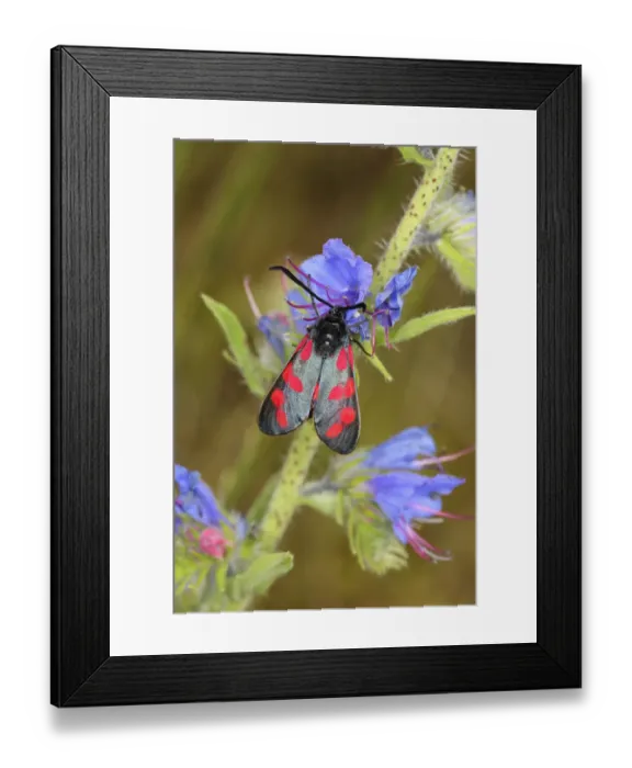 Framed Print : Six-spot Burnet -Zygaena filipendulae, Anthrocera Filipendulae-, on a Vipers Bugloss -Echium vulgare-, North Rhine-Westphalia, Germany