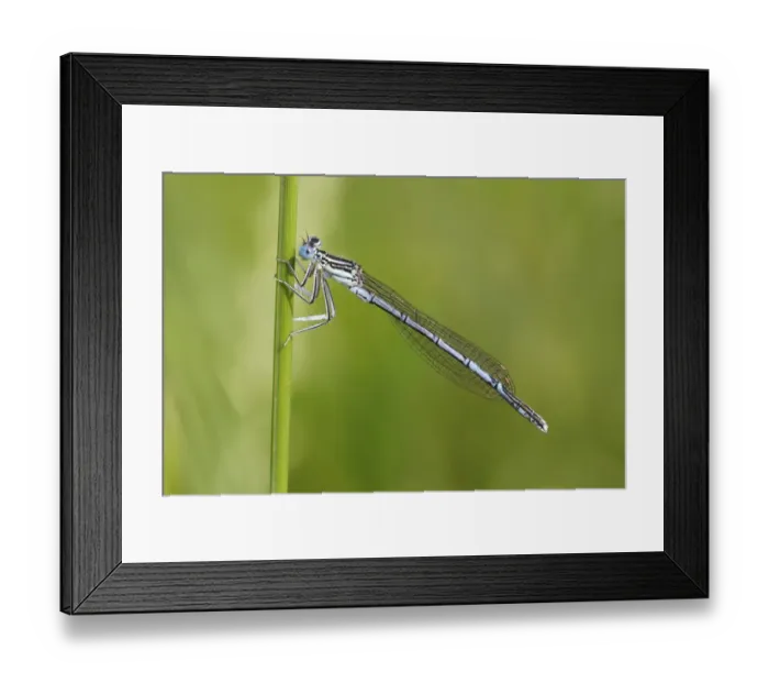 Framed Print : White-legged Damselfly -Platycnemis pennipes-, male on a blade of grass, Huhnermoor nature reserve, North Rhine-Westphalia, Germany