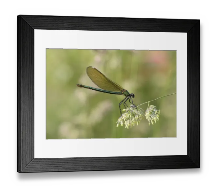 Framed Print : Banded Demoiselle or Banded Agrion -Calopteryx splendens-, female on a blade of grass, Huhnermoor nature reserve, North Rhine-Westphalia, Germany Framed Print : Banded Demoiselle or Banded Agrion -Calopteryx splendens-, female on a blade of grass, Huhnermoor nature reserve, North Rhine-Westphalia, Germany