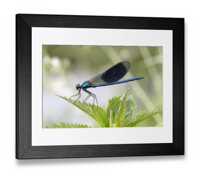 Framed Print : Banded Demoiselle or Banded Agrion -Calopteryx splendens-, male on a leaf, Huhnermoor nature reserve, North Rhine-Westphalia, Germany Framed Print : Banded Demoiselle or Banded Agrion -Calopteryx splendens-, male on a leaf, Huhnermoor nature reserve, North Rhine-Westphalia, Germany
