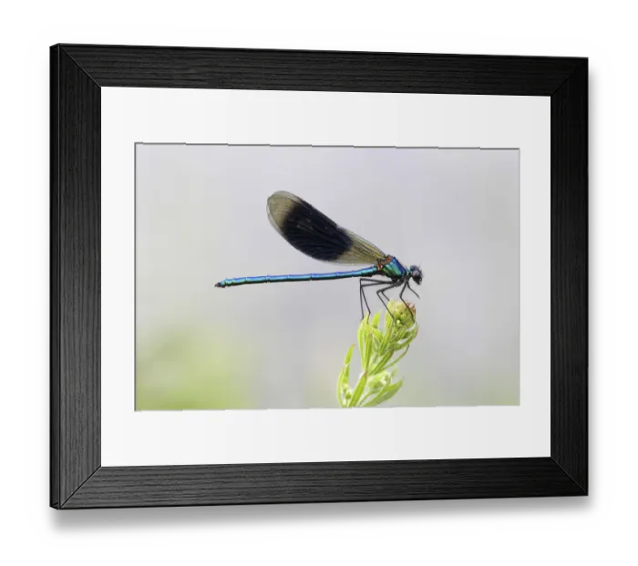 Framed Print : Banded Demoiselle or Banded Agrion -Calopteryx splendens- male on a blade of grass, Huhnermoor nature reserve, North Rhine-Westphalia, Germany Framed Print : Banded Demoiselle or Banded Agrion -Calopteryx splendens- male on a blade of grass, Huhnermoor nature reserve, North Rhine-Westphalia, Germany